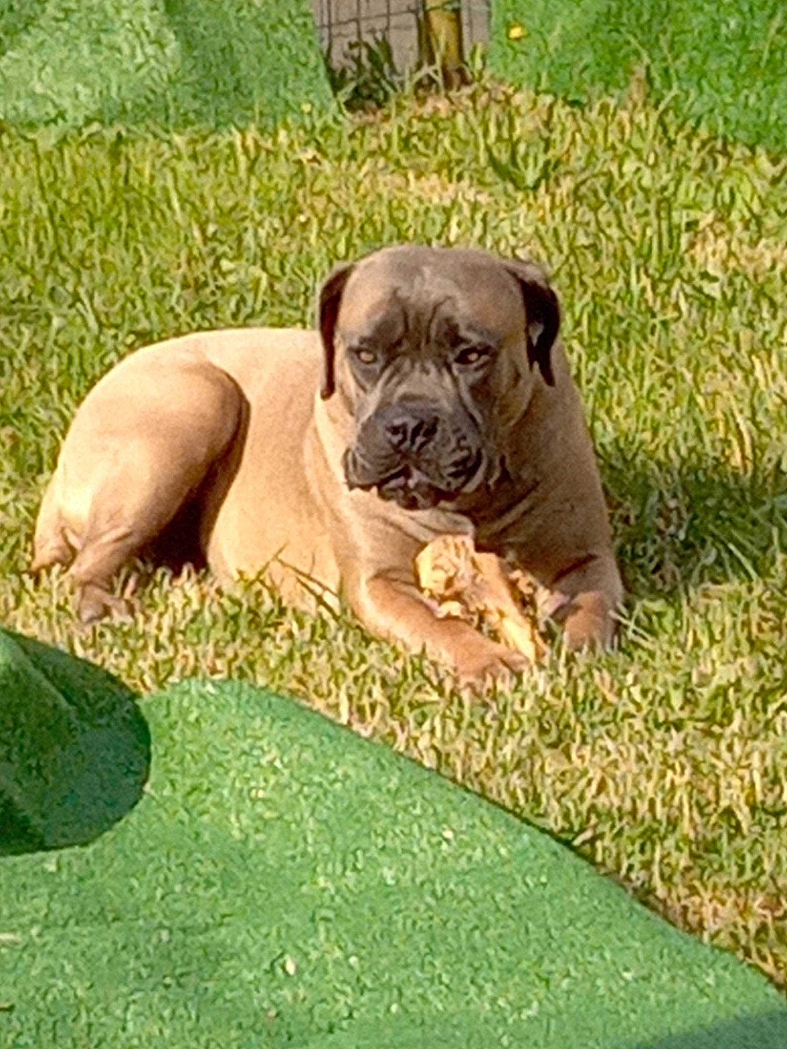 Kytta a rejoint le concours — aidez-le/la à gagner de superbes lots ! ancient_dog_breeds, boxer, canidae, carnivore, companion_dog, dog, dog_breed, fawn, grass, grassland, guard_dog, liver, molosser, plant, snout, sporting_group, terrestrial_animal, working_animal, working_dog, wrinkle