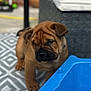 Phil is registered to the contest to win money with this photo: animal, balls, blue_container, brown, chair, companion, curious, cute, dog, domestic, furniture, outdoor, patterned_rug, pet, playful, puppy, rug, small, wrinkles, young