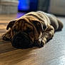 Phil joined the competition — help win amazing prizes! animal, basket, blurred_background, brown, canine, cozy, cute, dog, domestic, furniture, indoor, laying_down, living_room, pet, puppy, resting, sleeping, wooden_floor, wrinkled_skin, young_dog