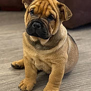 Phil joined the competition — help win amazing prizes! animal, black_nose, brown, curious, cute, dog, ears, face, floor, fur, indoor, looking, paw, pet, portrait, puppy, sitting, wooden_floor, wrinkles, young