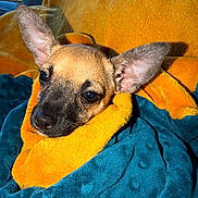 Caramel participe au concours pour gagner de l'argent avec cette photo : dog, puppy, blanket, orange, blue, cozy, ears, pet, fur, snug, indoor, cute, animal, resting, soft, warm, comfort, face, expression, relaxed