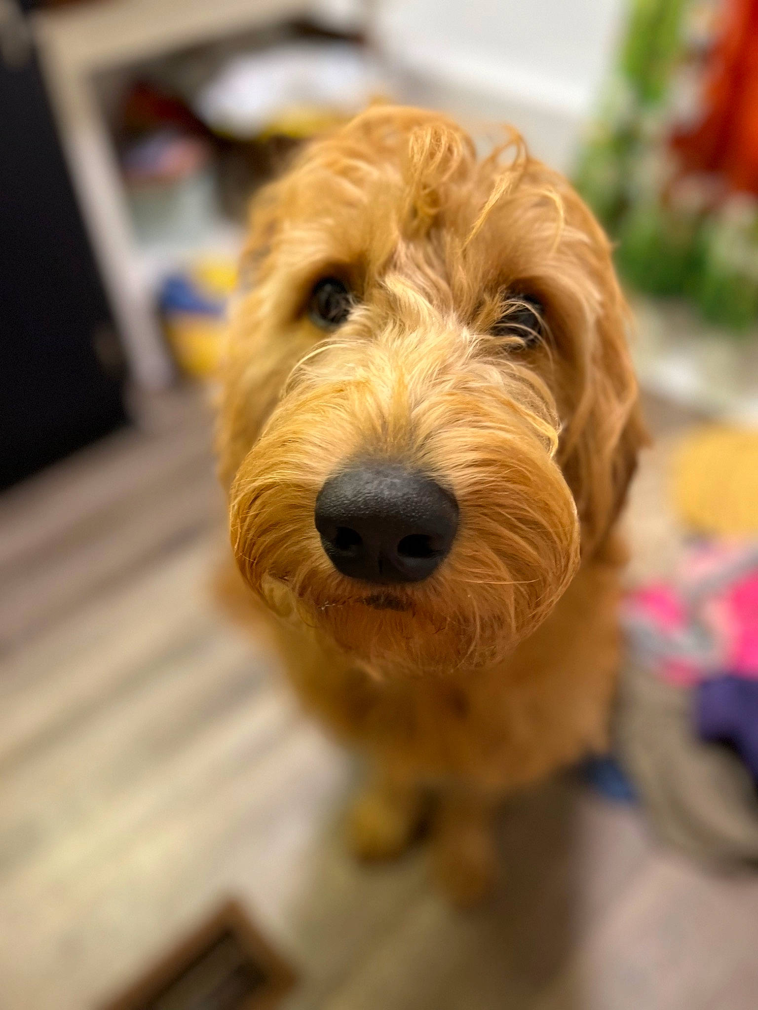 Arlo is registered to the contest to win money with this photo: canidae, carnivore, companion_dog, dog, dog_breed, fawn, flooring, fur, hardwood, liver, plank, snout, sporting_group, terrier, wood, working_animal, wrinkle