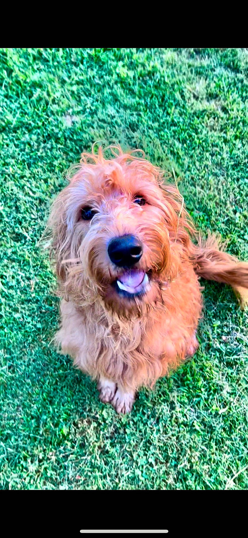 Arlo joined the competition — help win amazing prizes! canidae, carnivore, companion_dog, dog, dog_breed, dog_collar, fur, grass, liver, small_terrier, sporting_group, terrier, toy_dog, water_dog, yorkipoo