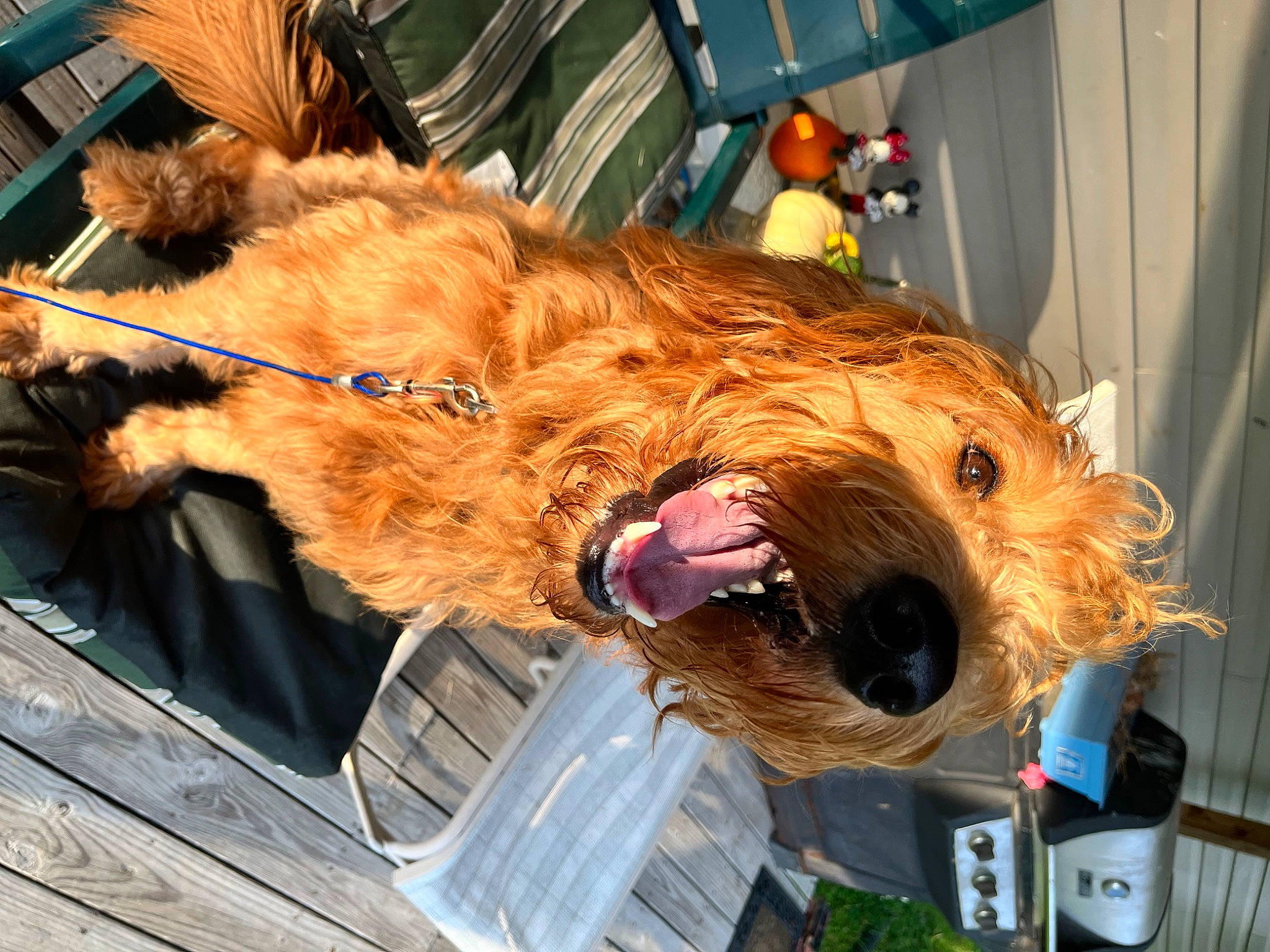 Arlo is registered to the contest to win money with this photo: airedale_terrier, canidae, carnivore, companion_dog, curtain, dog, dog_breed, dog_supply, fawn, felidae, fur, liver, natural_material, snout, sporting_group, terrier, toy, vertebrate, welsh_terrier, working_animal