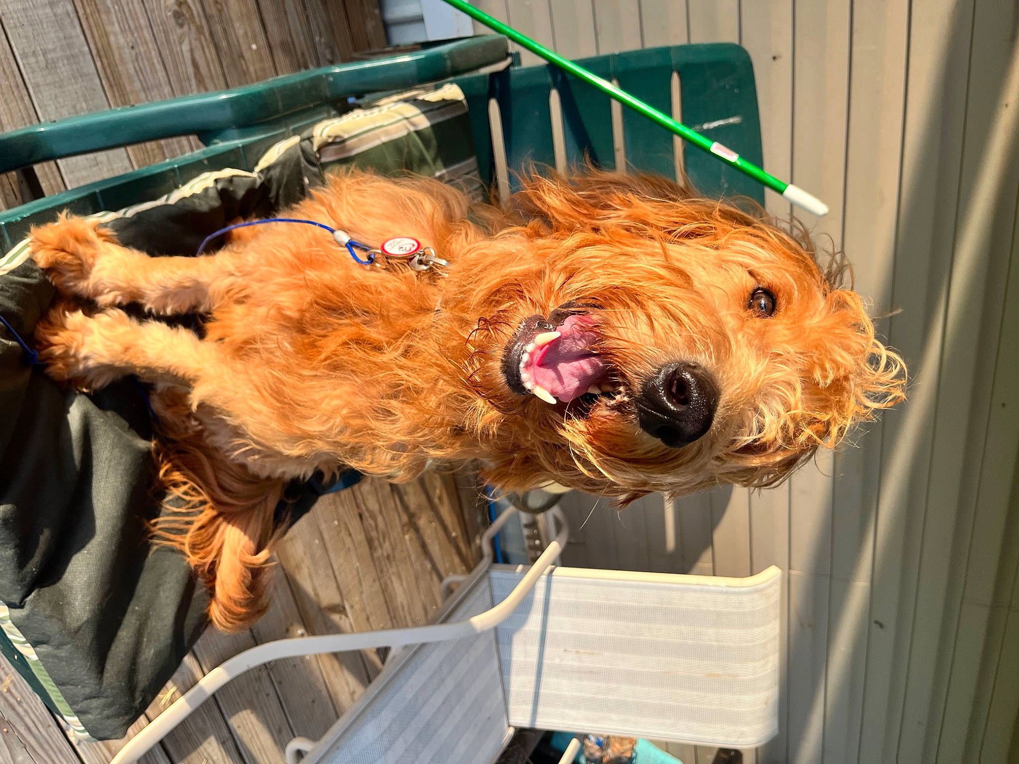 Arlo is registered to the contest to win money with this photo: airedale_terrier, animal_shelter, canidae, carnivore, collar, companion_dog, dog, dog_breed, fawn, fur, leash, liver, natural_material, snout, sporting_group, terrier, toy, welsh_terrier, wood, working_animal