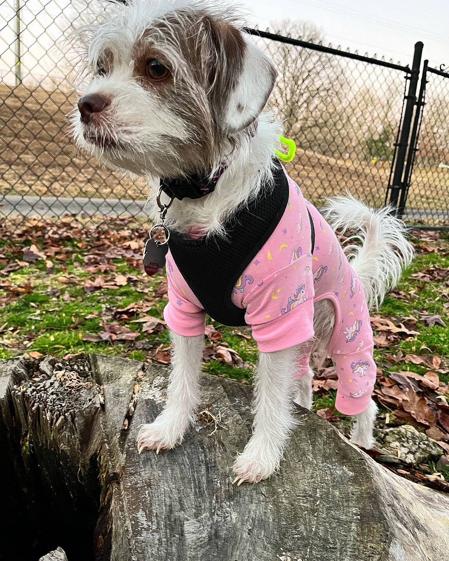 Aggie is registered to the contest to win money with this photo: carnivore, collar, companion_dog, dog, dog_breed, dog_clothes, dog_collar, dog_supply, fawn, fence, grass, leash, mesh, pet_supply, small_terrier, sporting_group, tail, terrier, toy_dog, working_animal