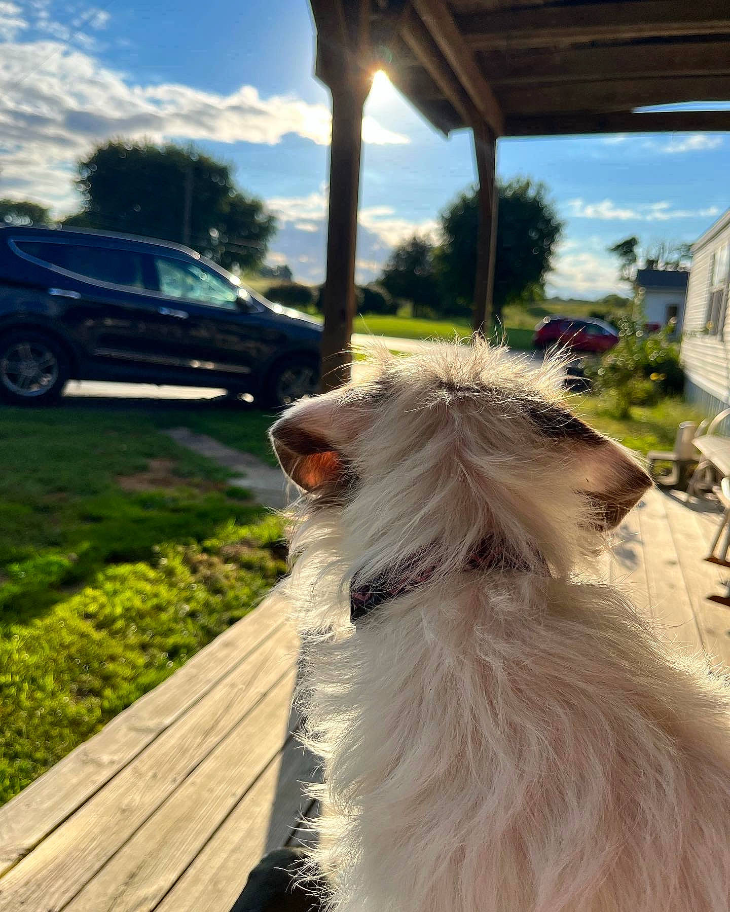 Aggie is registered to the contest to win money with this photo: canidae, car, carnivore, cloud, companion_dog, dog, dog_breed, fawn, fur, grass, plant, sky, sporting_group, tail, tire, tree, vehicle, wheel, whiskers, wood