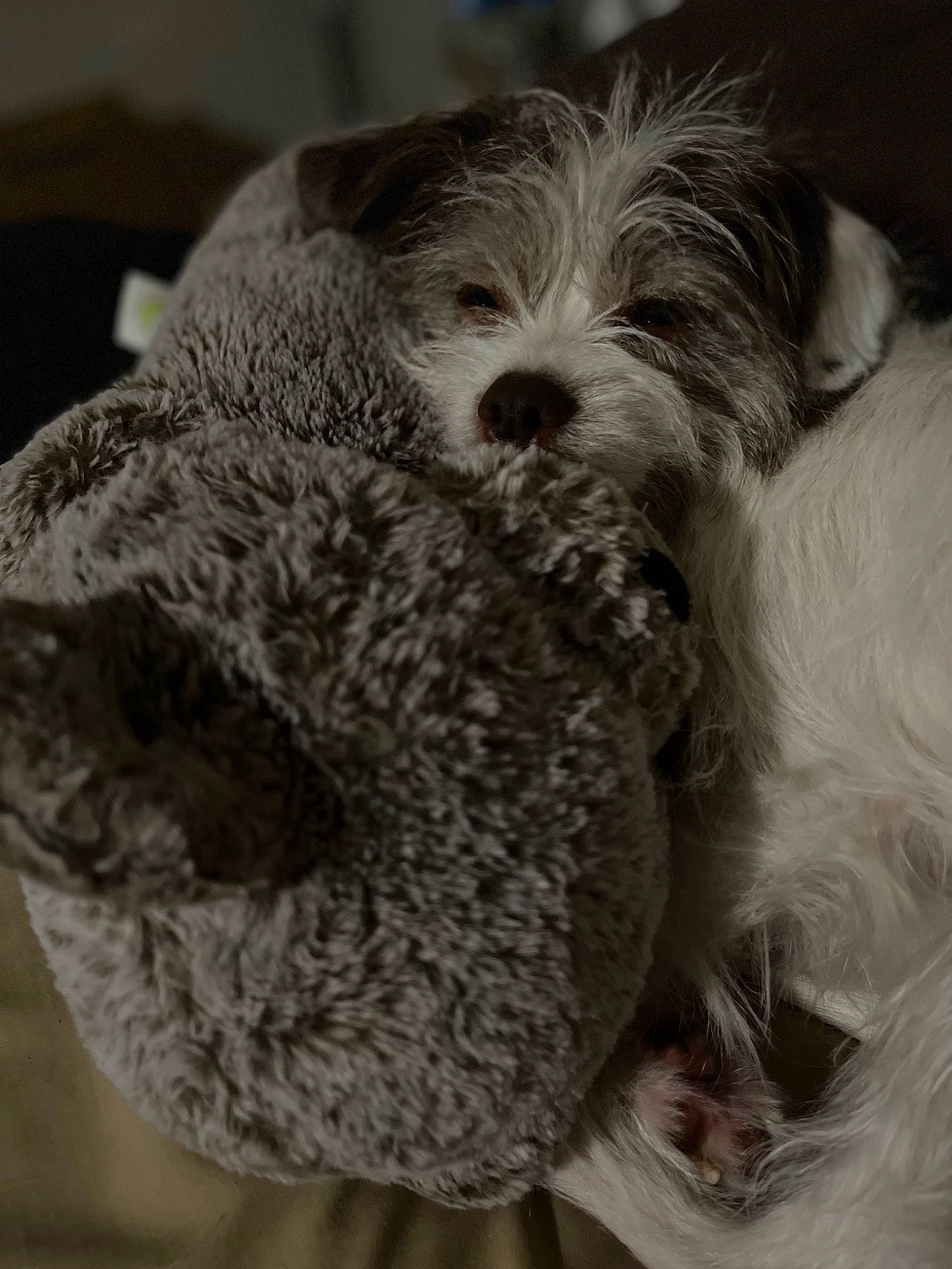 Aggie is registered to the contest to win money with this photo: canidae, carnivore, close_up, companion_dog, dog, dog_breed, fur, maltepoo, monochrome, monochrome_photography, puppy_love, small_terrier, snout, sporting_group, terrestrial_animal, terrier, toy_dog, water_dog, whiskers, working_animal