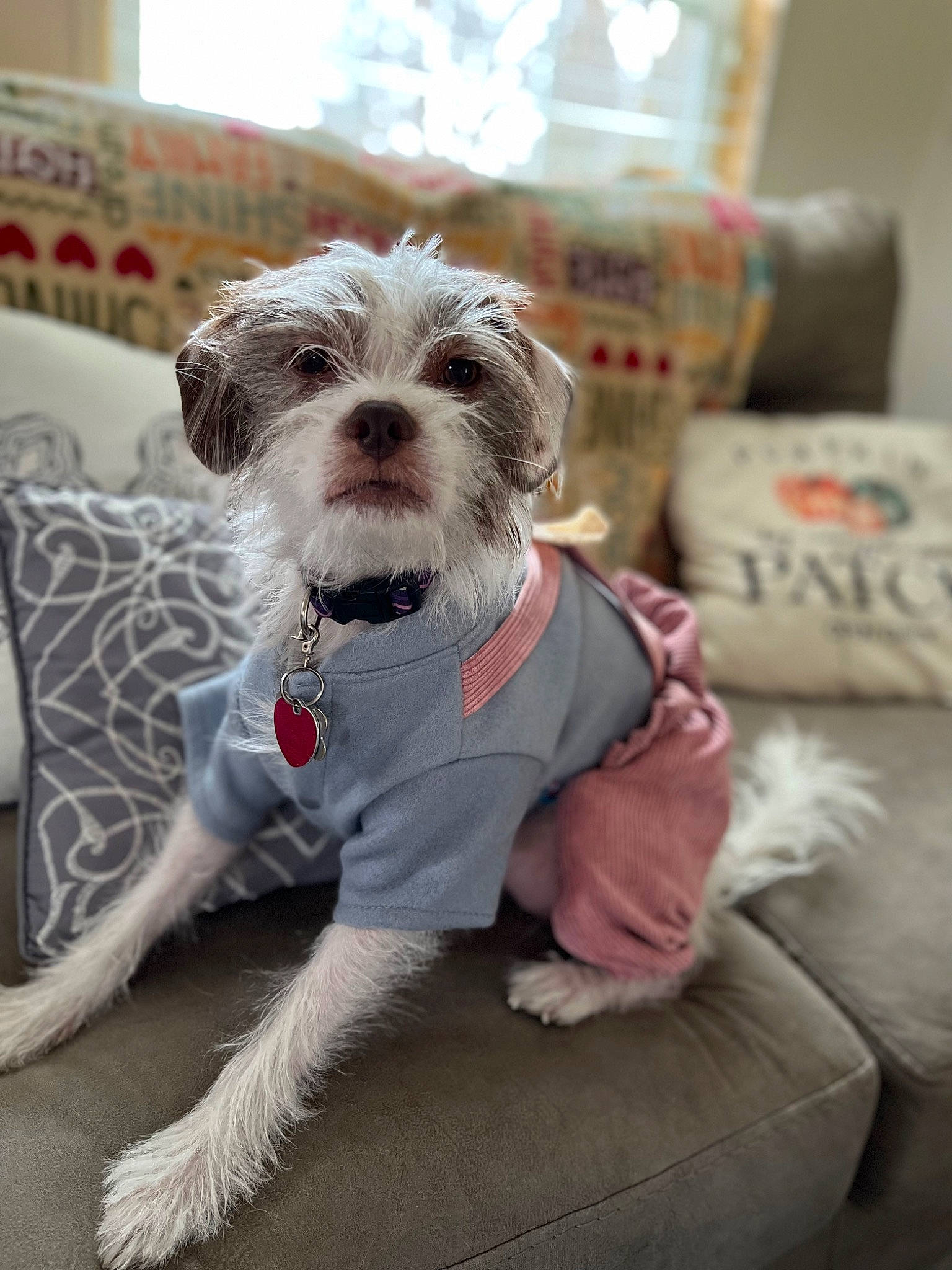 Aggie joined the competition — help win amazing prizes! canidae, carnivore, collar, companion_dog, dog, dog_breed, dog_clothes, dog_collar, dog_supply, fashion_accessory, fawn, leash, pet_supply, small_terrier, snout, sporting_group, standard_schnauzer, terrier, toy_dog, working_animal