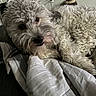 Lucky joined the competition — help win amazing prizes! animal, bed, blanket, canine, comfort, cozy, curly_fur, cute, dog, domestic, fluffy, fur, home, indoor, looking, lying_down, pet, relaxed, resting, sleepy