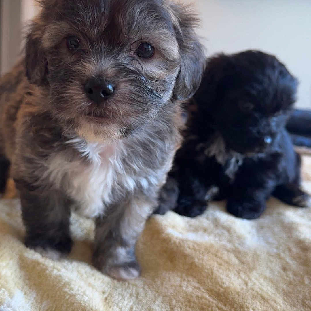 Lucky is registered to the contest to win money with this photo: adorable, animal, blanket, companion, cute, dog, domestic, eyes, face, fluffy, fur, indoor, lying, mammal, pet, puppy, small, standing, yellow, young