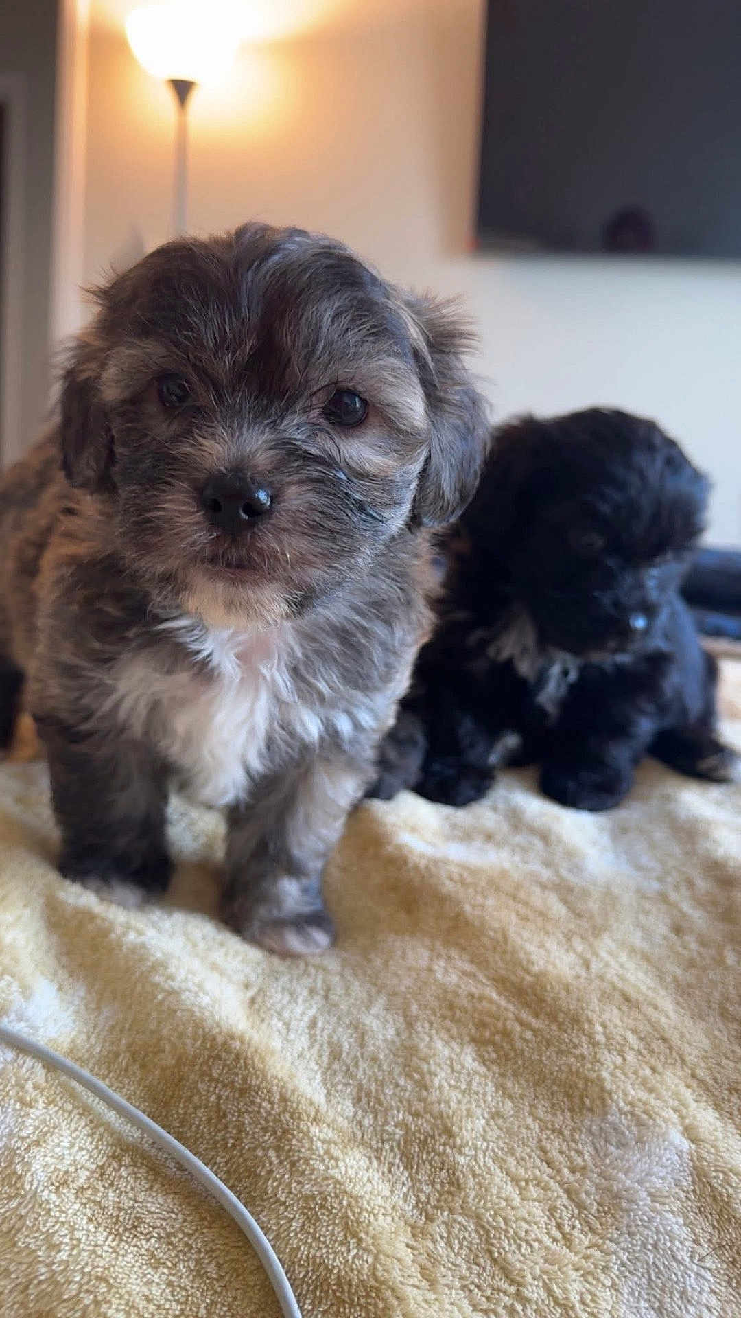 Lucky is registered to the contest to win money with this photo: puppy, dog, pet, animal, cute, fluffy, indoor, blanket, yellow, fur, adorable, young, small, domestic, companion, lying, standing, mammal, face, eyes