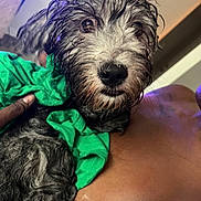Lucky joined the competition — help win amazing prizes! dog, wet_fur, green_cloth, pet, animal, close_up, indoor, person, shoulder, hand, fur, curious, scruffy, candid, cozy, brown_skin, black_and_white_fur, portrait, domestic_animal, companion