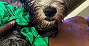Lucky joined the competition — help win amazing prizes! animal, black_and_white_fur, brown_skin, candid, close_up, companion, cozy, curious, dog, domestic_animal, fur, green_cloth, hand, indoor, person, pet, portrait, scruffy, shoulder, wet_fur