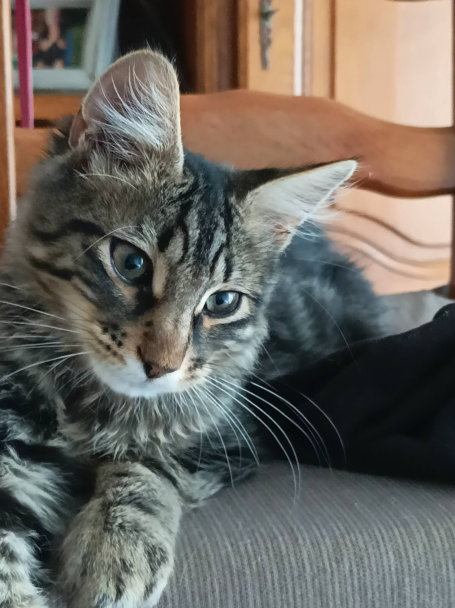 Guizmo participe au concours pour gagner de l'argent avec cette photo : carnivore, cat, claw, comfort, domestic_short_haired_cat, felidae, fur, paw, sitting, small_to_medium_sized_cats, snout, whiskers, window