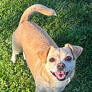 Maxy joined the competition — help win amazing prizes! dog, tan_dog, grass, outdoor, pet, happy, smiling, canine, animal, fur, tail, daylight, nature, playful, friendly, mammal, looking_up, ears, tongue, sunlight