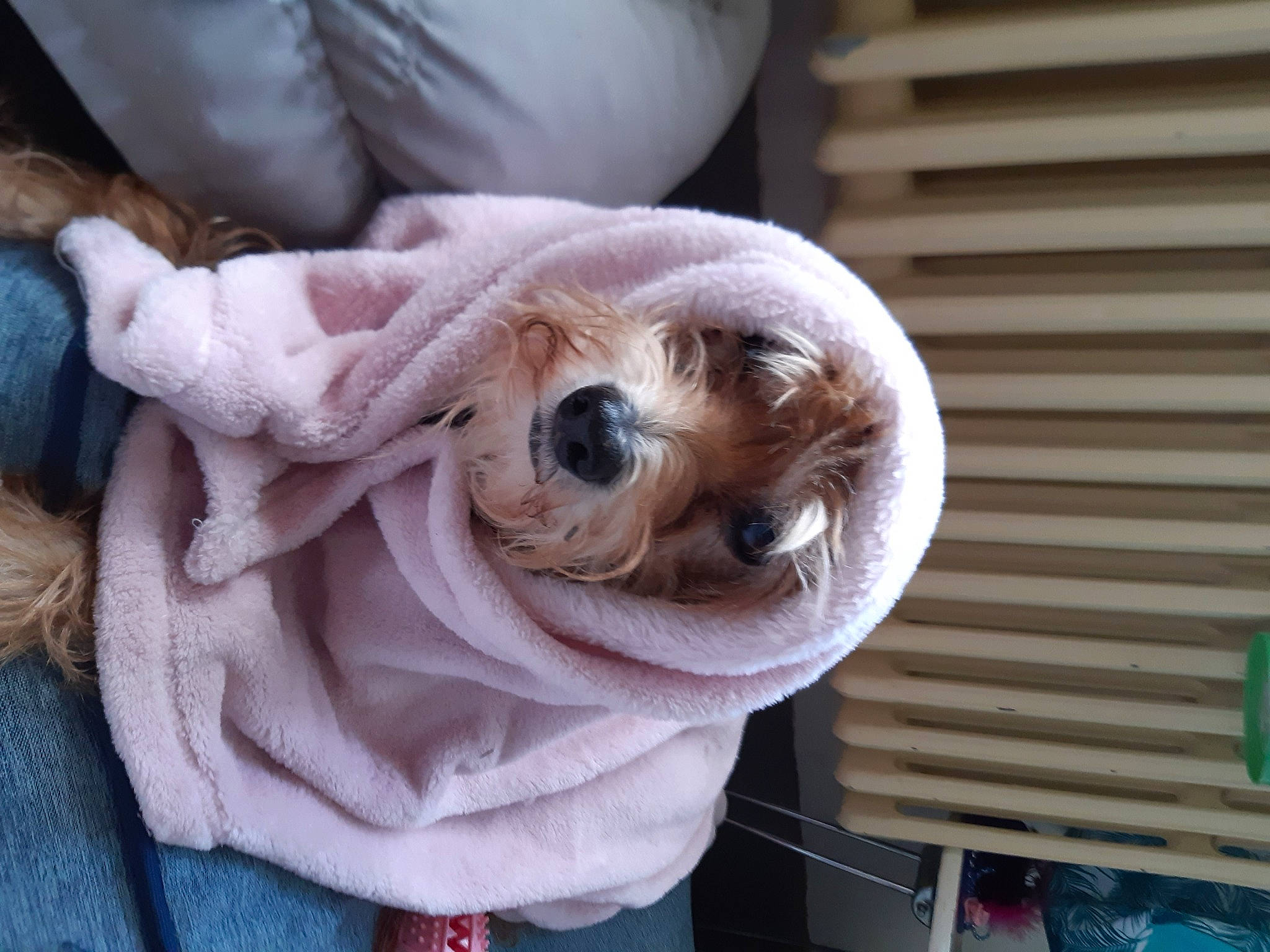 Bony participe au concours pour gagner de l'argent avec cette photo : canidae, carnivore, comfort, companion_dog, dog, dog_breed, fawn, fur, linens, pink, plant, plush, snout, sporting_group, sunglasses, toy, toy_dog, wood, wool, working_animal