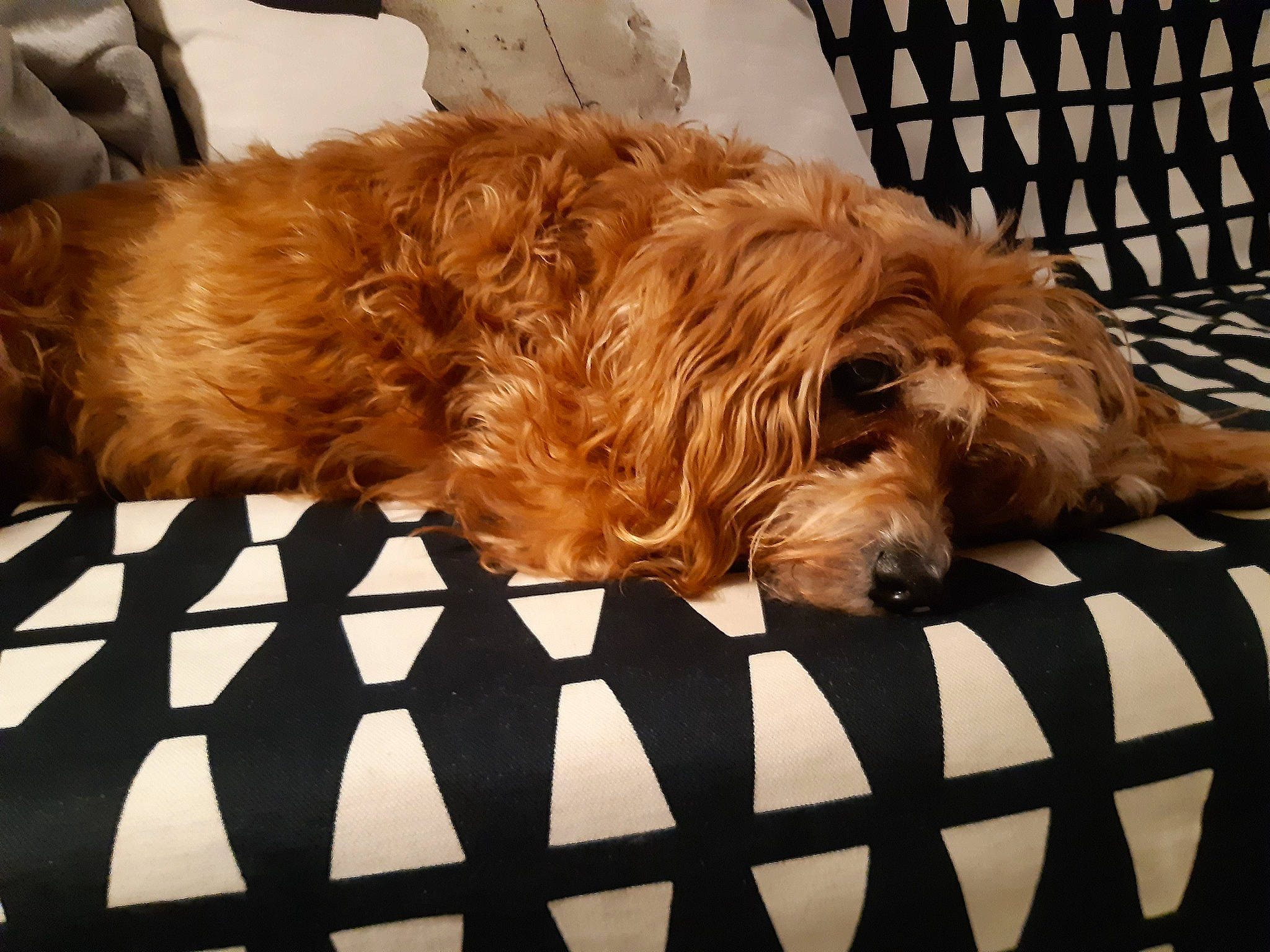 Bony participe au concours pour gagner de l'argent avec cette photo : canidae, carnivore, comfort, companion_dog, dog, dog_breed, dog_supply, fur, linens, liver, pet_supply, poodle_crossbreed, small_terrier, snout, sporting_group, terrier, toy_dog, wood, working_animal, yorkipoo