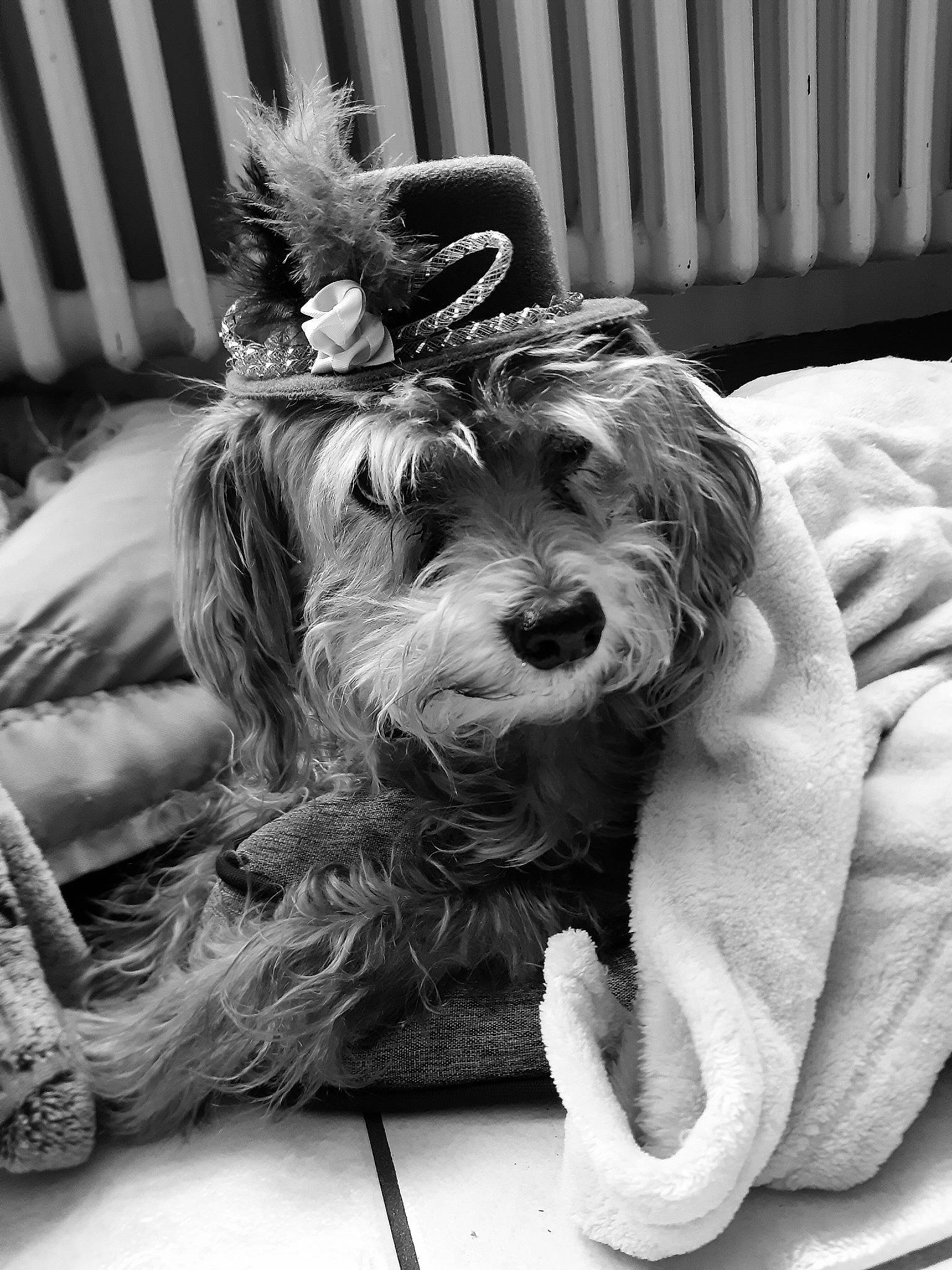 Bony participe au concours pour gagner de l'argent avec cette photo : black, black_and_white, carnivore, companion_dog, dog, dog_breed, dog_collar, dog_supply, fur, monochrome, monochrome_photography, sitting, small_terrier, snout, sporting_group, style, terrier, toy_dog, white, working_animal