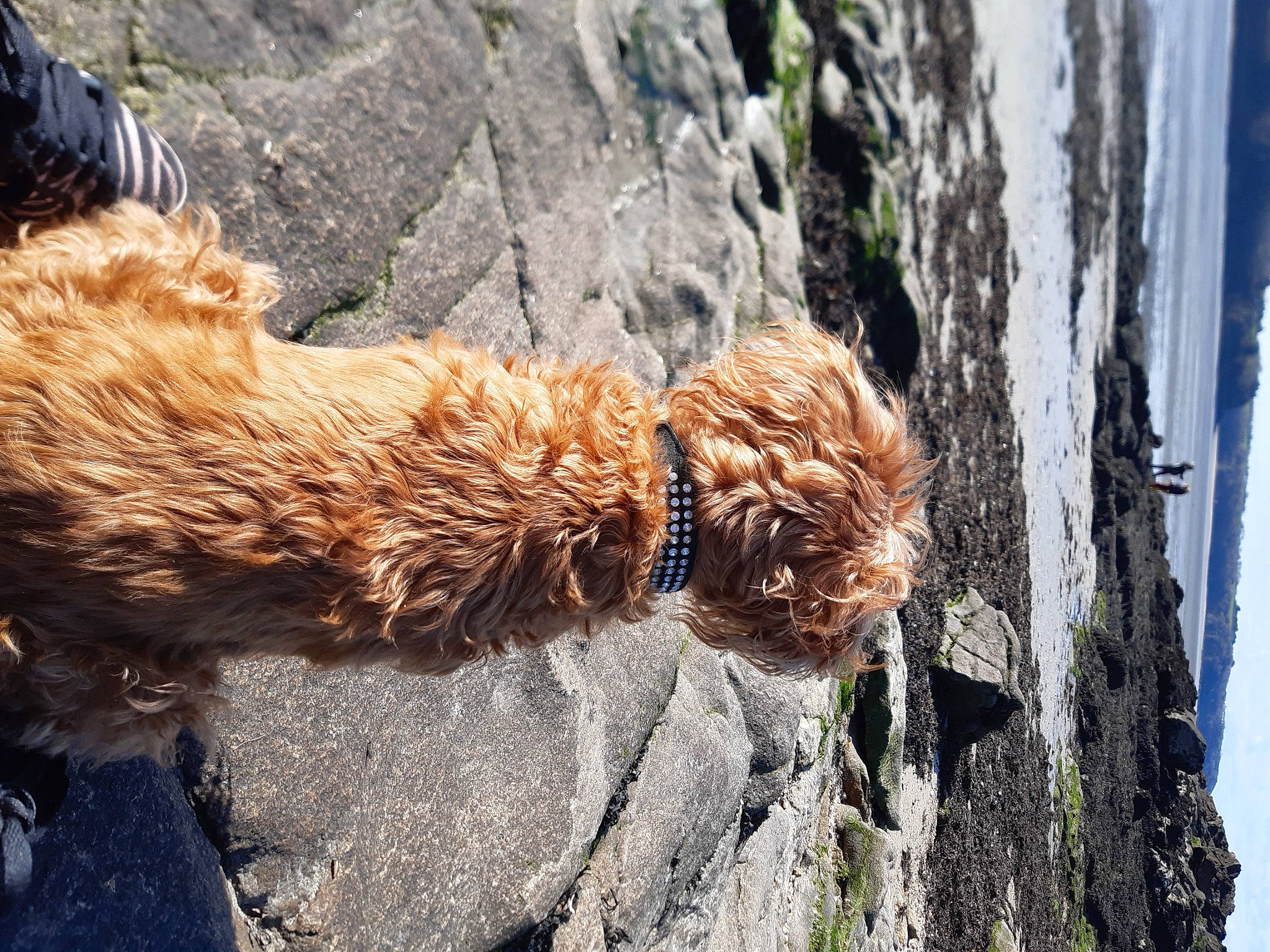 Bony participe au concours pour gagner de l'argent avec cette photo : bedrock, carnivore, dog, dog_breed, fawn, felidae, formation, liver, plant, rock, rope, sky, snout, sporting_group, tail, terrestrial_animal, tree, trunk, water, wood