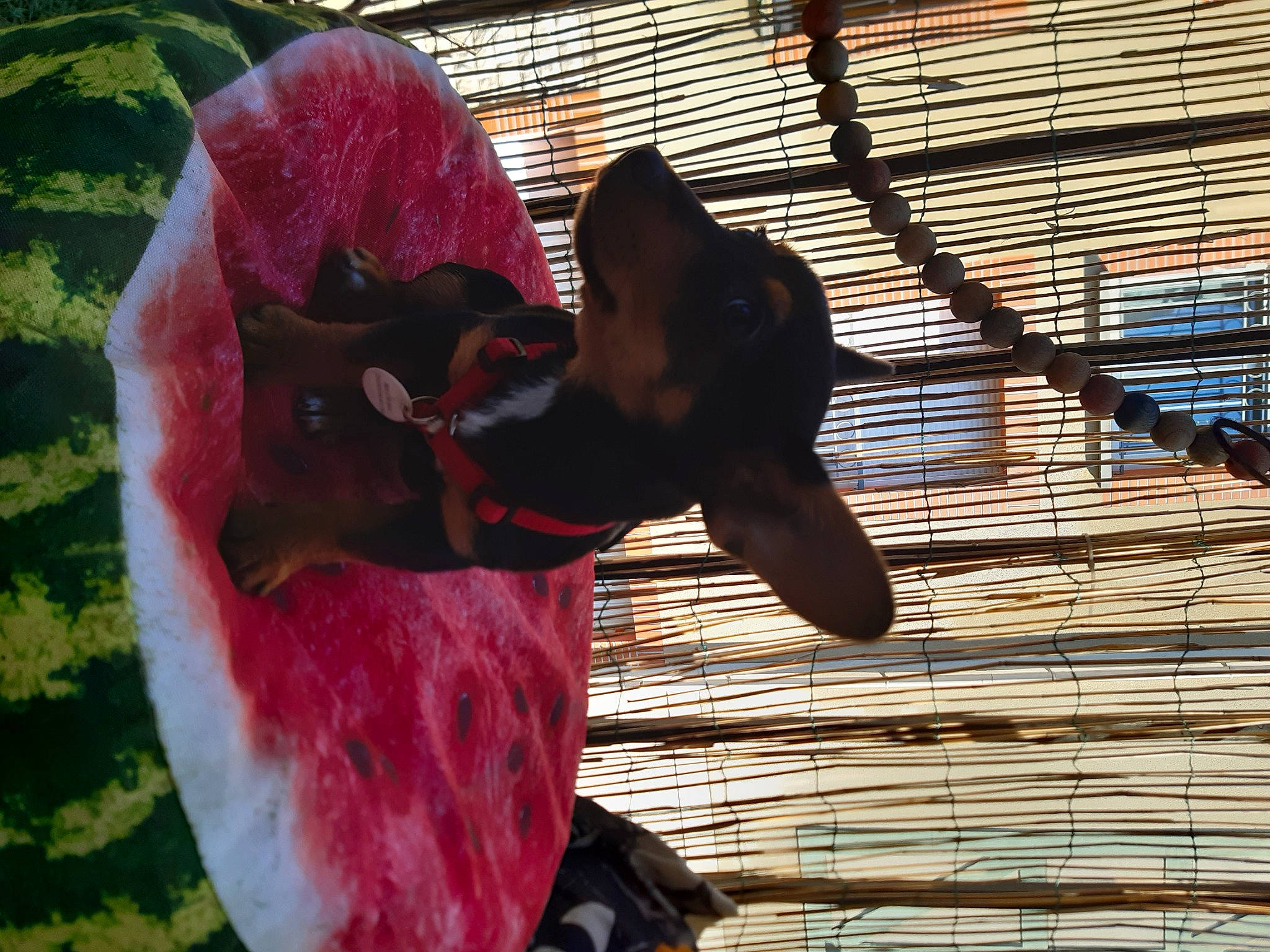 Daya a rejoint le concours — aidez-le/la à gagner de superbes lots ! art, carmine, coquelicot, fashion_accessory, flower, flowering_plant, fur, lawn_ornament, leisure, magenta, mesh, metal, petal, plant, snout, textile, tints_and_shades, tree, visual_arts, wing