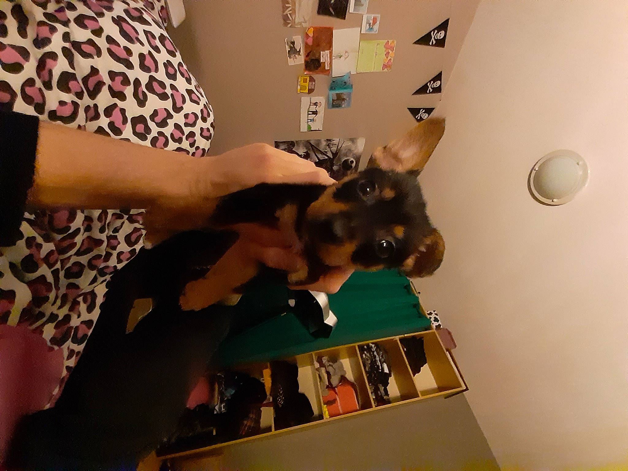 Daya participe au concours pour gagner de l'argent avec cette photo : cat, ceiling, companion_dog, domestic_short_haired_cat, elbow, fashion_design, fawn, felidae, finger, fun, fur, gesture, long_hair, nail, pattern, room, small_to_medium_sized_cats, visual_arts, whiskers, wrist