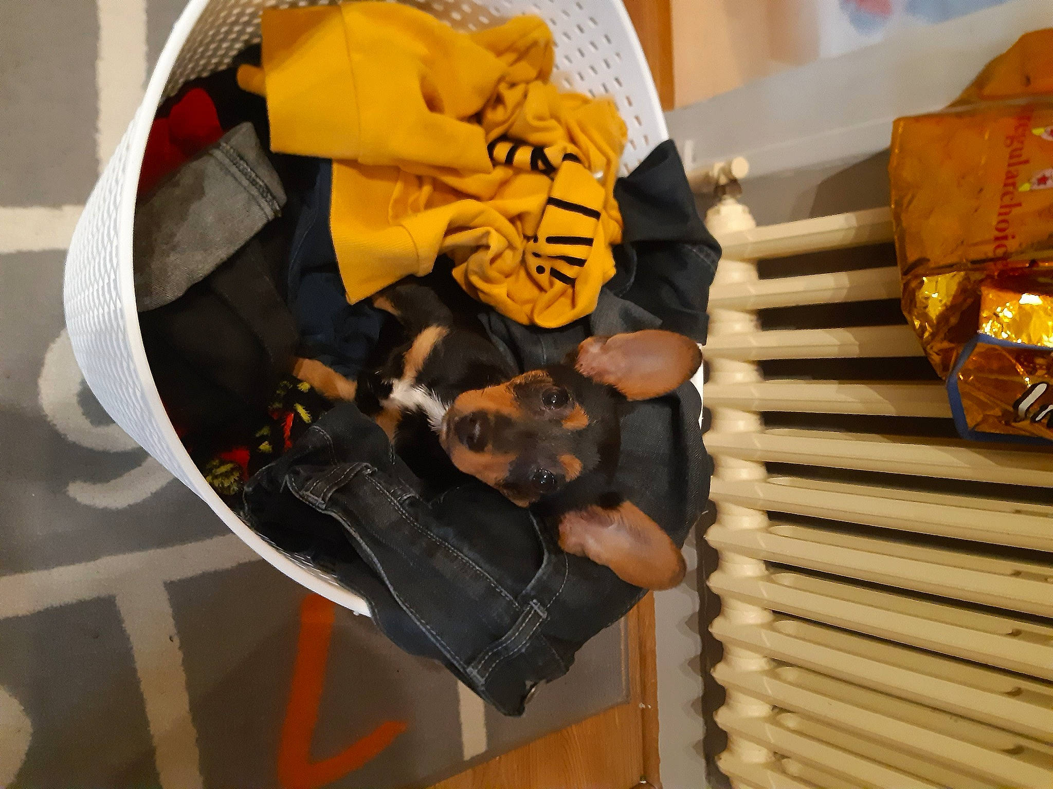 Daya participe au concours pour gagner de l'argent avec cette photo : carmine, carnivore, companion_dog, dog, dog_breed, dog_supply, fictional_character, guard_dog, metal, personal_protective_equipment, room, toy_dog, wood, working_animal