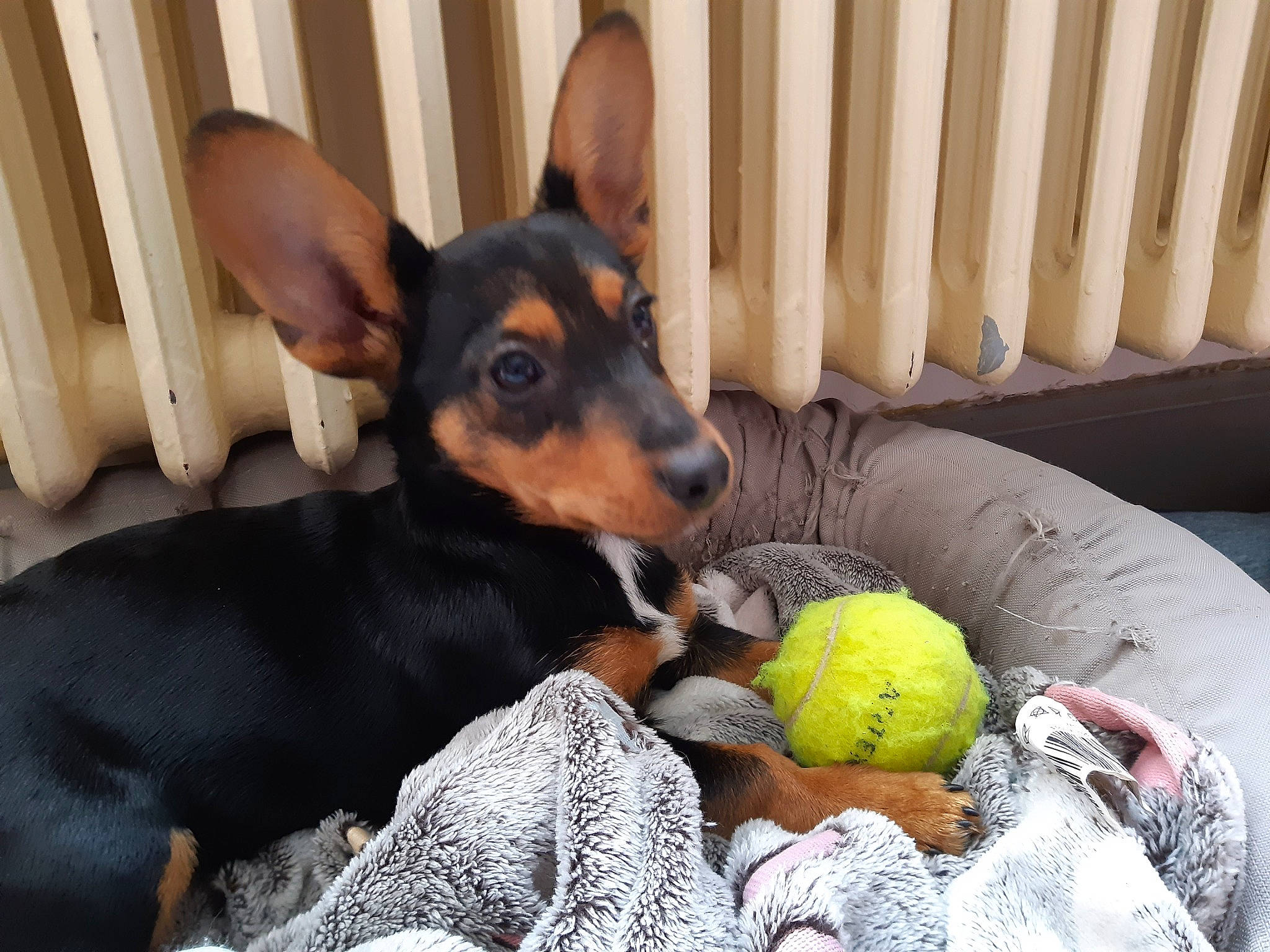 Daya a rejoint le concours — aidez-le/la à gagner de superbes lots ! ball, carnivore, comfort, companion_dog, dog, dog_breed, dog_supply, guard_dog, mammal, pillow, pinscher, prazsky_krysarik, russkiy_toy, sharing, snout, sporting_group, tennis_ball, toy_dog, vertebrate, working_animal
