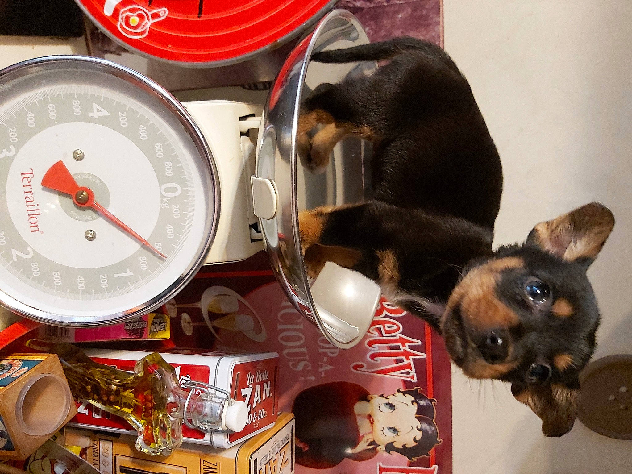 Daya participe au concours pour gagner de l'argent avec cette photo : carmine, carnivore, circle, companion_dog, dog, dog_breed, fashion_accessory, gauge, home_accessories, machine, measuring_instrument, metal, paw, personal_protective_equipment, pet_supply, snout, souvenir, toy_dog, whiskers, working_animal