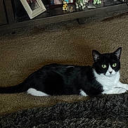 Gigi joined the competition — help win amazing prizes! alert, animal, black_and_white, carpet, cat, cute, decor, domestic, feline, furniture, green_eyes, household, indoor, laying_down, living_room, mammal, pet, resting, rug, whiskers