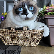 Kiki is registered to the contest to win money with this photo: cat, blue_eyes, basket, indoor, flower_pot, flowers, woven_basket, pet, feline, close_up, animal, relaxed, curious, home, table, domestic_cat, whiskers, fur, paw, resting