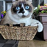 cat, blue_eyes, basket, indoor, flower_pot, flowers, woven_basket, pet, feline, close_up, animal, relaxed, curious, home, table, domestic_cat, whiskers, fur, paw, resting