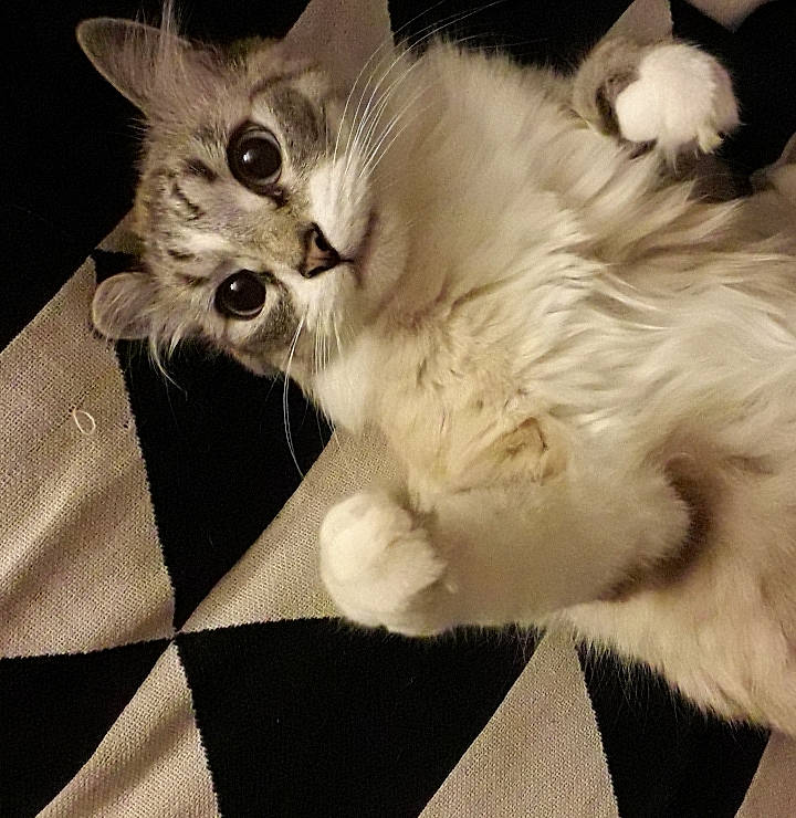 Othello participe au concours pour gagner de l'argent avec cette photo : bed, carnivore, cat, cat_bed, claw, comfort, companion_dog, domestic_short_haired_cat, ear, eye, felidae, fur, paw, photo_caption, plant, small_to_medium_sized_cats, snout, tail, whiskers, white