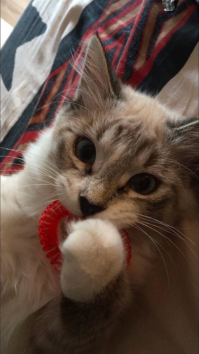 Othello participe au concours pour gagner de l'argent avec cette photo : carnivore, cat, claw, comfort, domestic_short_haired_cat, eye, fang, felidae, fur, iris, nose, paw, photo_caption, small_to_medium_sized_cats, snout, tail, whiskers