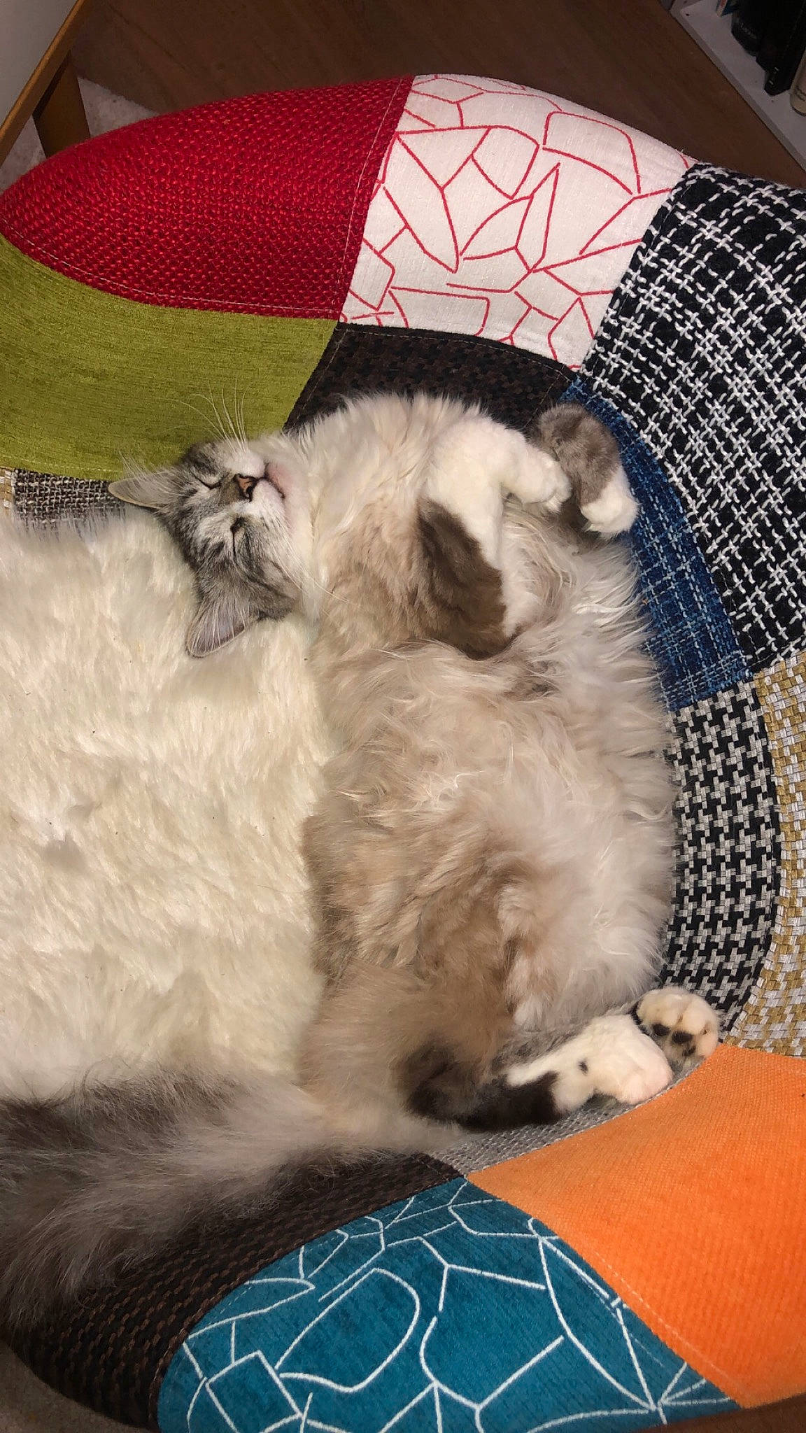 Othello a rejoint le concours — aidez-le/la à gagner de superbes lots ! canidae, carnivore, cat, cat_bed, cat_supply, comfort, companion_dog, dog_breed, domestic_short_haired_cat, fawn, felidae, fur, mammal, nap, pattern, paw, small_to_medium_sized_cats, tail, thai, whiskers