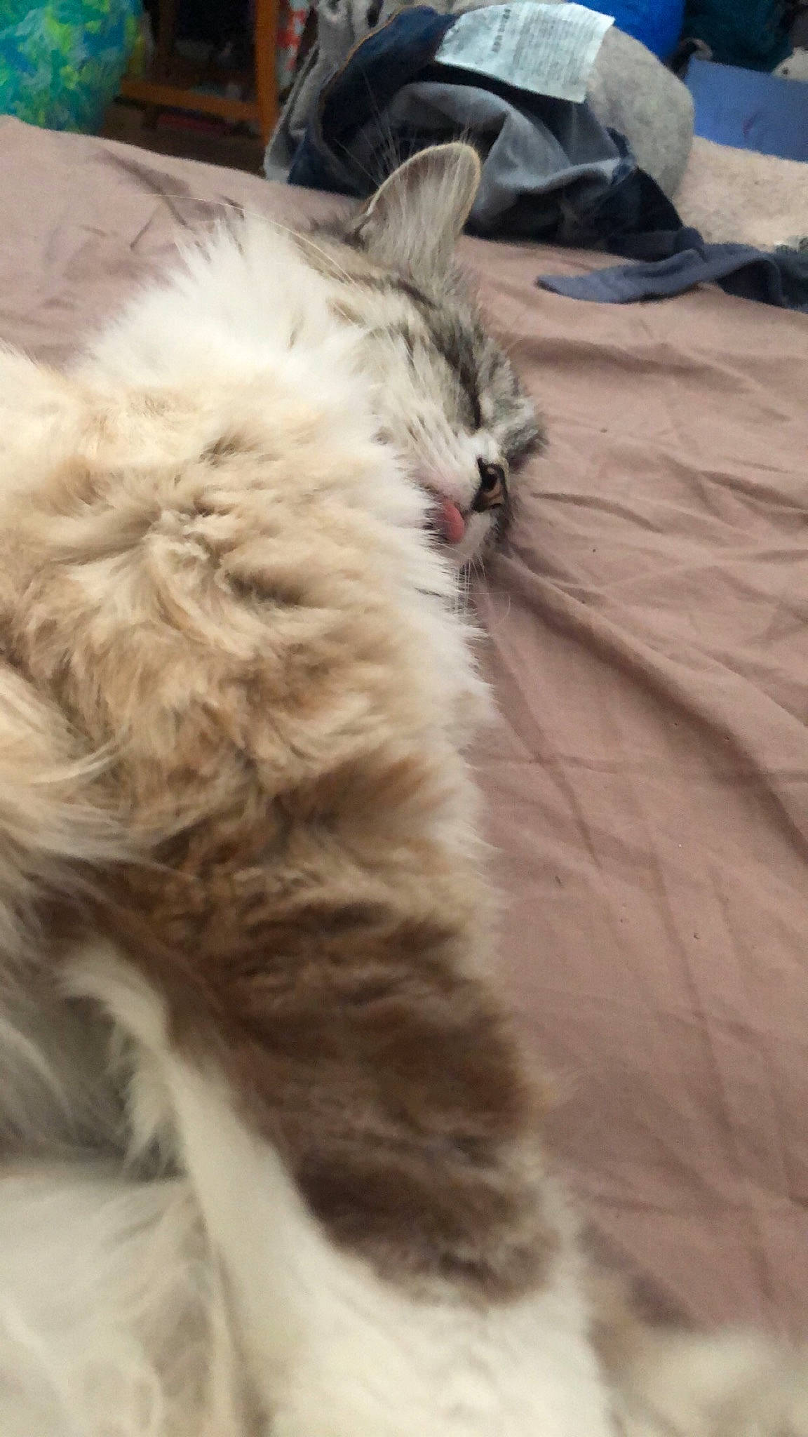 Othello a rejoint le concours — aidez-le/la à gagner de superbes lots ! british_longhair, carnivore, cat, claw, comfort, felidae, fur, mammal, nap, paw, small_to_medium_sized_cats, snout, tail, terrestrial_animal, vertebrate, whiskers, wood