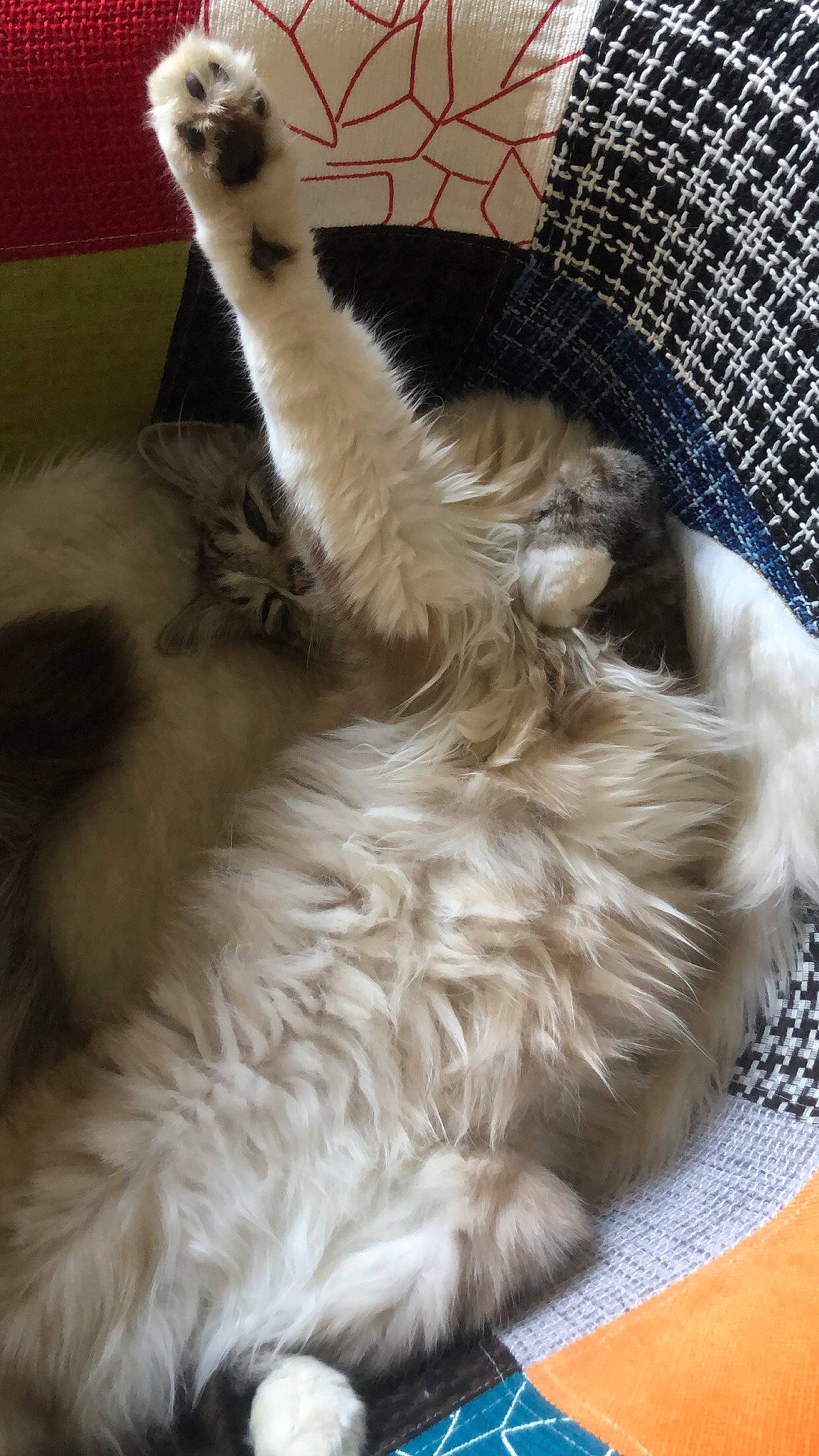 Othello participe au concours pour gagner de l'argent avec cette photo : canidae, carnivore, cat, cat_bed, cat_supply, claw, comfort, companion_dog, dog_breed, fawn, felidae, fur, liver, nap, paw, pet_supply, small_to_medium_sized_cats, sporting_group, tail, whiskers