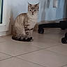 cat, sitting, indoor, tile_floor, window, office_chair, shadow, striped, pet, feline, calm, animal, home, domestic, floor, quiet, looking, light, wall, corner