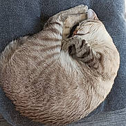 Frozen participe au concours pour gagner de l'argent avec cette photo : cat, sleeping, curled_up, feline, striped_fur, cushion, chair, indoor, pet, cozy, relaxed, resting, fur, whiskers, paws, tail, quiet, tile_floor, home, nap