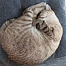 cat, sleeping, curled_up, feline, striped_fur, cushion, chair, indoor, pet, cozy, relaxed, resting, fur, whiskers, paws, tail, quiet, tile_floor, home, nap