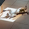 cat, sunlight, tiled_floor, stretching, indoor, pet, relaxed, shadow, white, brown, paw, feline, home, sunbeam, floor_tile, cozy, animal, domestic_cat, resting, warm
