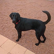 Tyson joined the competition — help win amazing prizes! alert, animal, black_dog, canine, collar, companion, daylight, dog, fur, gravel, looking, mammal, nature, outdoor, pavement, pet, playful, side_view, standing, tail_up