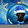 dog, black_dog, blue_hat, santa_hat, blue_bow, christmas_ornament, snowflake, winter_scene, holiday, festive, decoration, blue_color, animal, pet, portrait, celebration, seasonal, background, digital_art, festivity