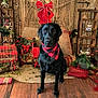 animal, bandana, black_labrador, christmas, cozy, decorations, dog, festive, greenery, holiday_decor, indoors, pet, plaid, portrait, red_and_black_plaid, red_bow, rustic, sitting, wooden_floor, wooden_wall