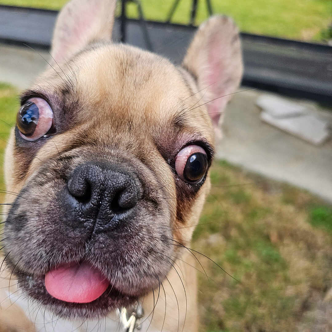 Ben Franklin joined the competition — help win amazing prizes! animal, background_blur, bulging_eyes, canine, close_up, cute, dog, ears, face, focus, funny_expression, grass, leash, nose, outdoor, pet, playful, portrait, tongue_out, whiskers
