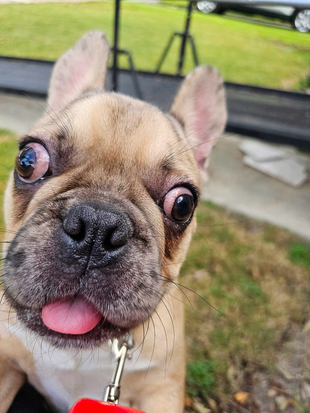 Ben Franklin joined the competition — help win amazing prizes! dog, close_up, tongue_out, bulging_eyes, funny_expression, outdoor, grass, leash, pet, cute, animal, face, nose, ears, whiskers, canine, playful, portrait, focus, background_blur