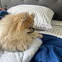 Cochonn is registered to the contest to win money with this photo: dog, pomeranian, fluffy, bed, bedding, pillow, blanket, indoor, pet, resting, cozy, fur, headboard, blue, white, pattern, relaxed, animal, companion, cute