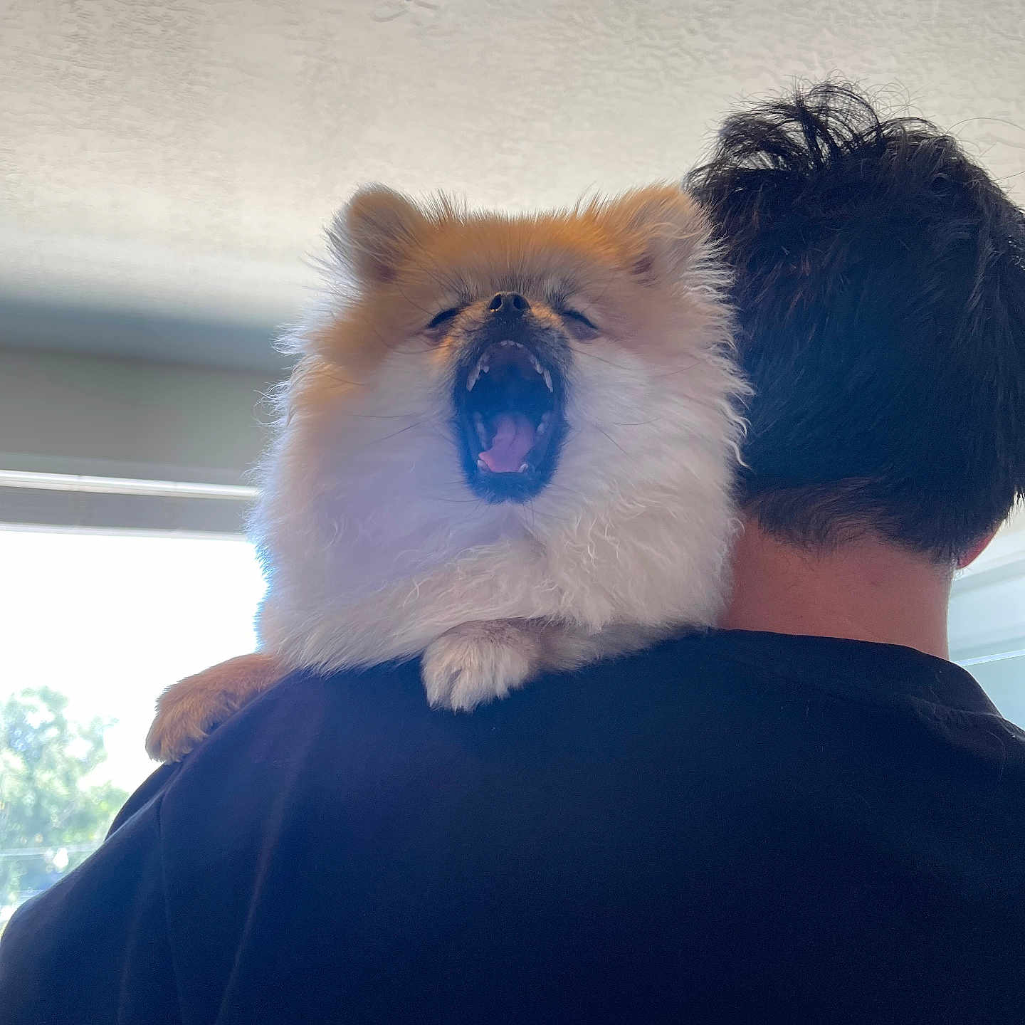 Cochonn is registered to the contest to win money with this photo: animal, back_view, black_shirt, companion, cute, dog, domestic_animal, fluffy, furry, hair, indoor, mouth_open, natural_light, person, pet, pomeranian, resting, shoulder, window, yawning