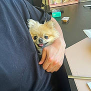 Cochonn is registered to the contest to win money with this photo: dog, small_dog, fluffy_dog, person, hand, black_shirt, desk, collectibles, toys, container, tongue_out, cute, pet, indoor, office, arm, holding, animal, happy, table