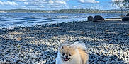 Cochonn is registered to the contest to win money with this photo: dog, pomeranian, beach, rocks, lake, water, sky, clouds, outdoor, nature, animal, fluffy, happy, small_dog, sunlight, trees, shore, landscape, pet, daytime